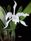 Laelia lobata var. alba 'Plena' AMJOS 